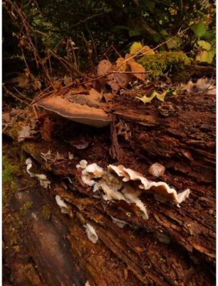 Developing bracket-shaped fruit bodies on beech adjacent to Ganoderma australe in the New Forest, UK.